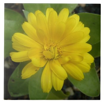 Bright Yellow Marigold Tile by Fallen_Angel_483 at Zazzle