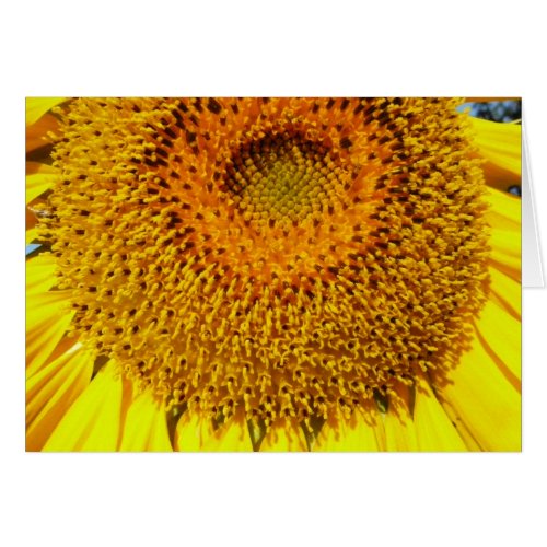 Bright Yellow Orange Sunflower Photograph