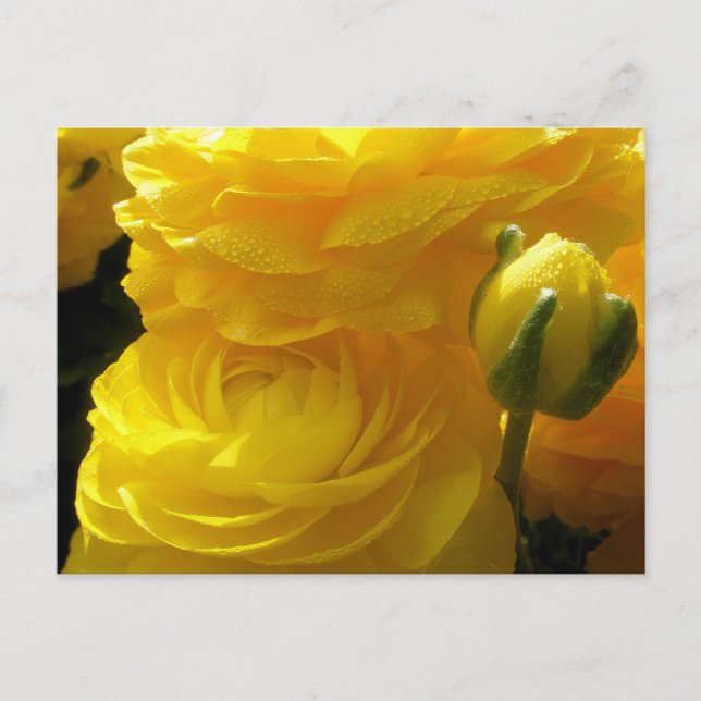 Bright Yellow Ranunculus Flowers Postcards (Front)