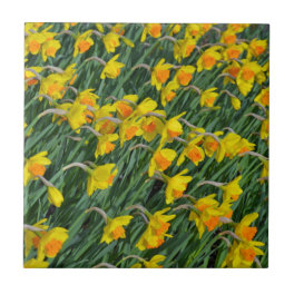 Bright yellow spring daffodils garden ceramic tile