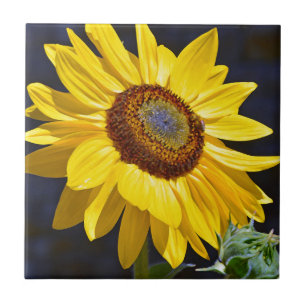 Bright yellow sunflower ceramic tile