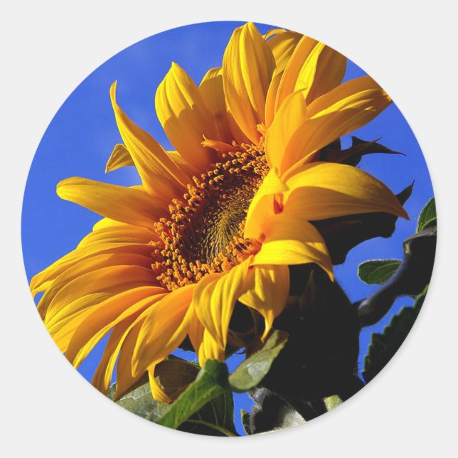 Bright Yellow Sunflower Classic Round Sticker (Front)