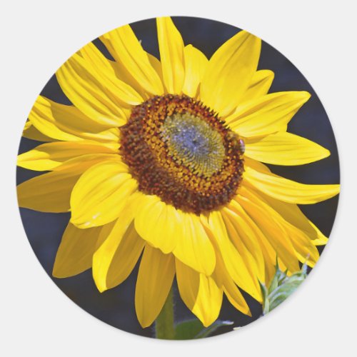 Bright yellow sunflower classic round sticker