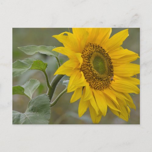 Bright yellow sunflower close_up photo CC0019 Postcard