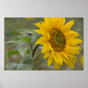 Bright yellow sunflower close-up photo CC0034 Poster