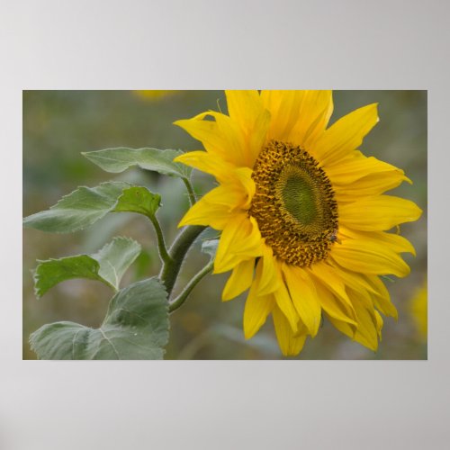 Bright yellow sunflower close_up photo CC0034 Poster