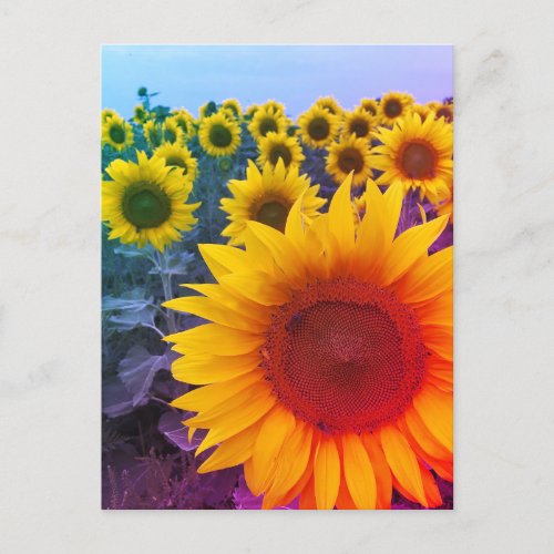 Bright Yellow Sunflower Field Photo Postcard