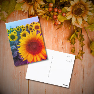 Bright Yellow Sunflower Field Photo Postcard
