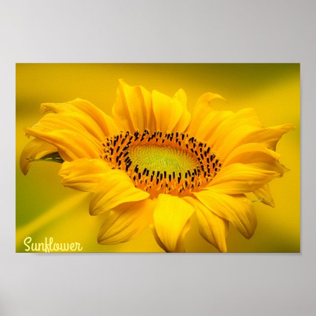 Bright Yellow Sunflower Matte Wall Art (Front)