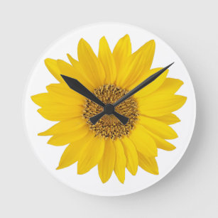 Bright Yellow Sunflower on White Background Round Clock
