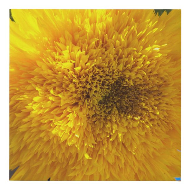 Bright Yellow Sunflower Photo Floral Art Faux Canvas Print (Front)