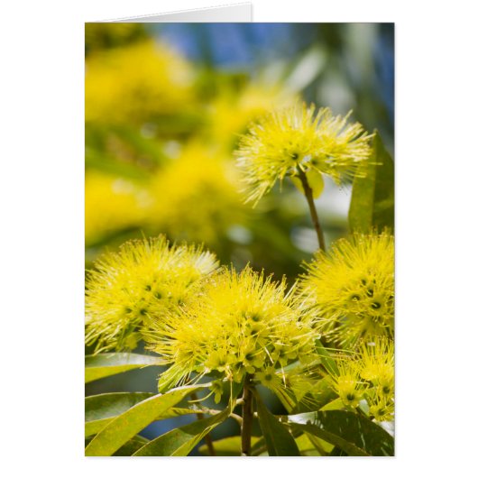Bright Yellow Wattle Tree Cards (Front)