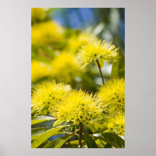Bright Yellow Wattle Tree Poster
