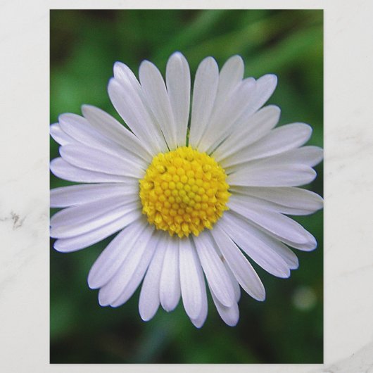 Bright yellow-white daisy (Front)