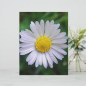 Bright yellow-white daisy (Standing Front)