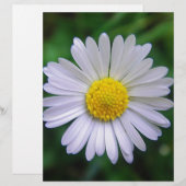 Bright yellow-white daisy (Front/Back)