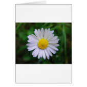 Bright yellow-white daisy (Front)