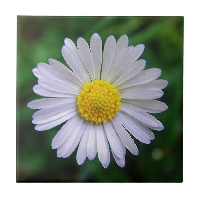 Bright yellow-white daisy ceramic tile (Front)