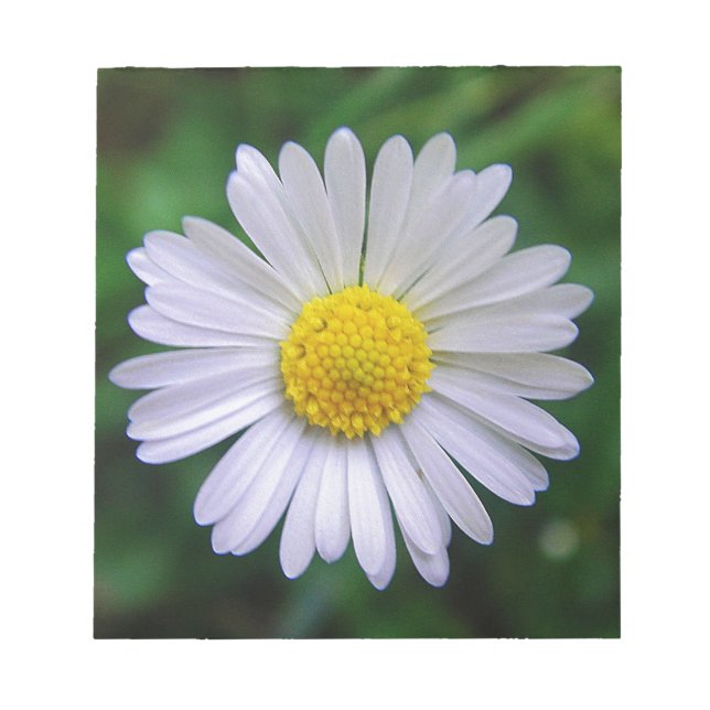 Bright yellow-white daisy notepad (Front)