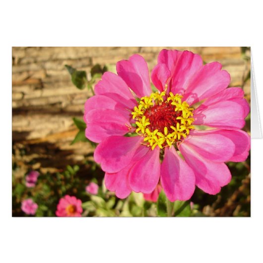 Bright Zinnia (horizontal card) Cards (Front Horizontal)