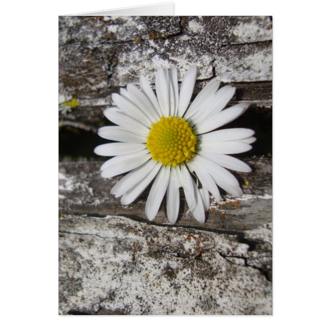 Brighten Your Day, Daisy and Old Wood (Front)