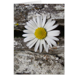 Brighten Your Day, Daisy and Old Wood Cards