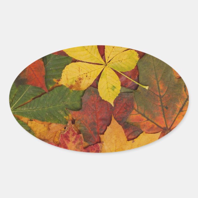 Brightly Colored Fall Leaves Oval Sticker (Front)