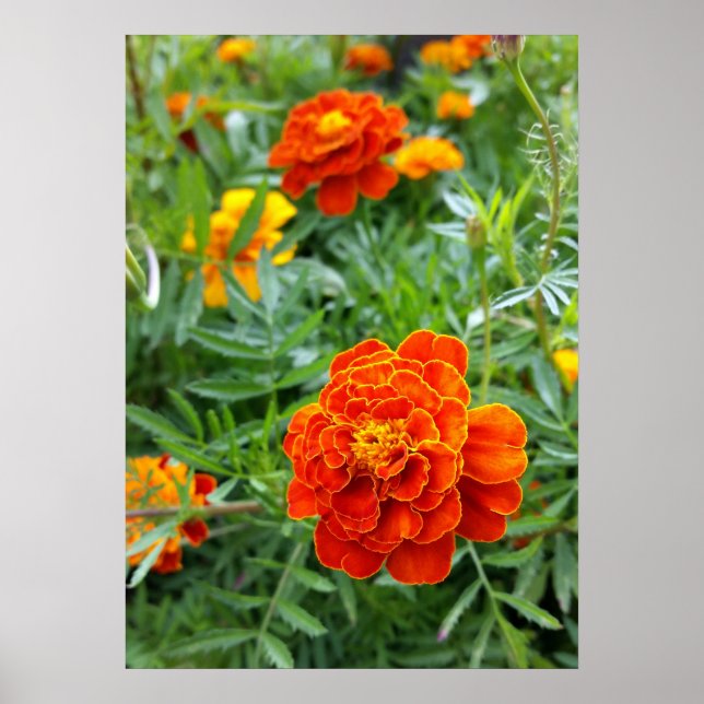 brightly colored marigold poster (Front)
