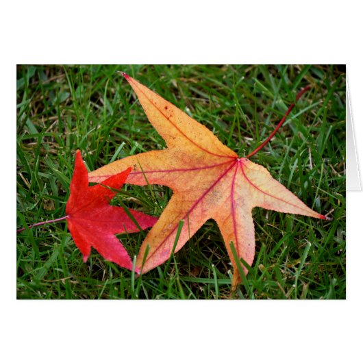 Brightly Colorful Maple Leaf Cards (Front Horizontal)