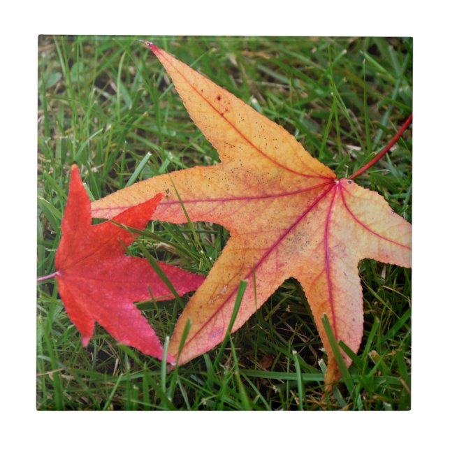 Brightly Colorful Maple Leaf Tile (Front)