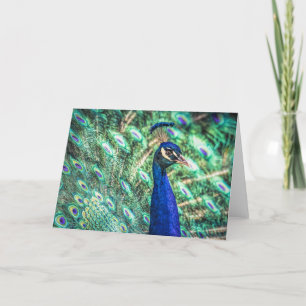 Brilliance in Blue & Green Peacock Greeting Card