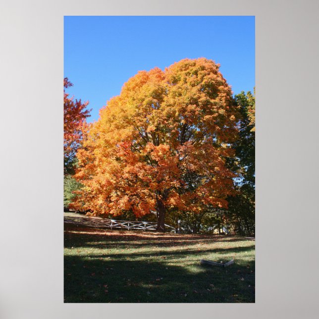 Brilliant Autumn Tree – Hubbell, Michigan Poster (Front)