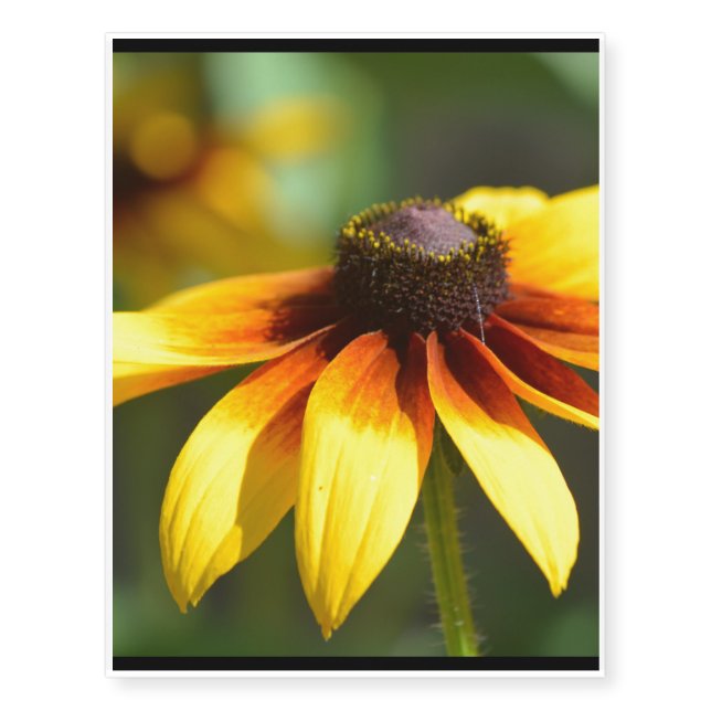 Brilliant Black Eyed Susans Temporary Tattoos (Front)