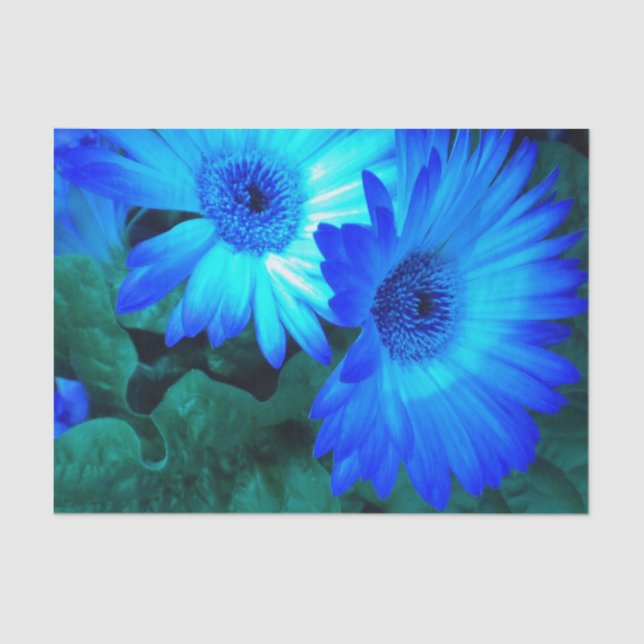 Brilliant Blue Daisies  Tissue Paper (Front)