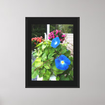 Brilliant Blue Morning Glories