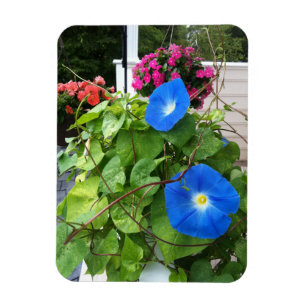 Brilliant Blue Morning Glories Magnet