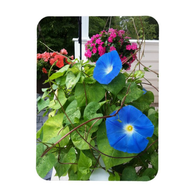 Brilliant Blue Morning Glories Magnet (Vertical)