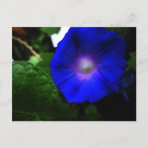 Brilliant Blue Morning Glory Photograph Postcard