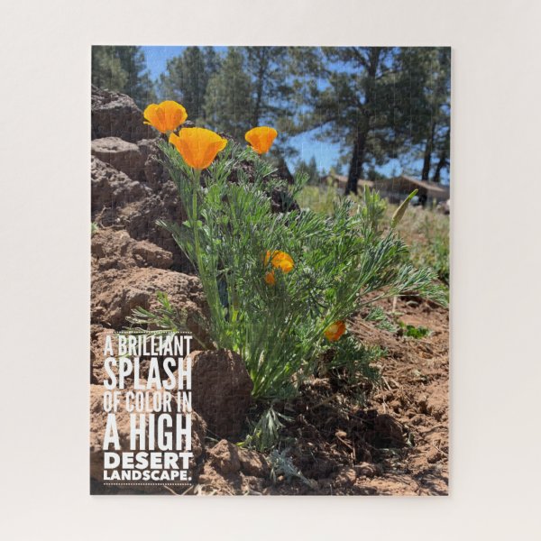 Brilliant California Poppies Close-Up Photograph