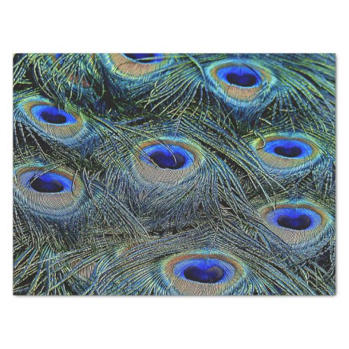 Brilliant Colors Peacock Feathers Blue Gold Tissue Paper