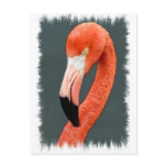 Brilliant Flamingo Postcard