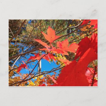 Brilliant Foliage Postcard by logodiane at Zazzle