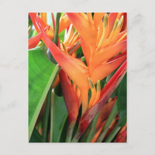 Brilliant Heliconia Tropical Flowers Postcard