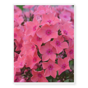 Brilliant Hot Pink Phlox Temporary Tattoos