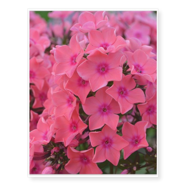 Brilliant Hot Pink Phlox Temporary Tattoos (Front)