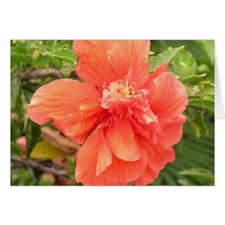 Brilliant Orange Hibiscus Cards