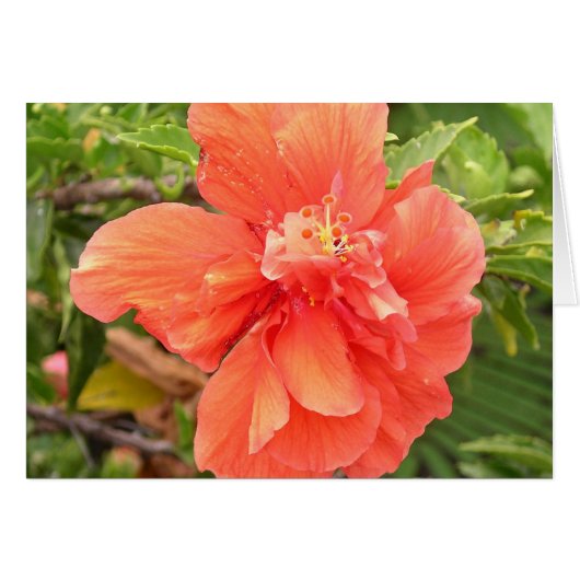 Brilliant Orange Hibiscus Cards (Front Horizontal)