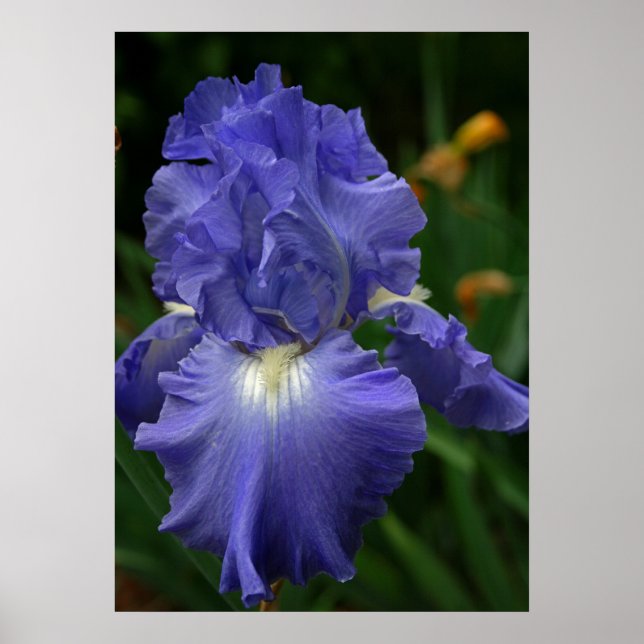 Brilliant Purple Iris Flower Poster (Front)