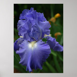 Brilliant Purple Iris Flower Poster