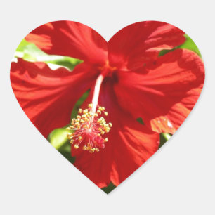 Brilliant Red Hawaiian Hibiscus Flower Heart Sticker